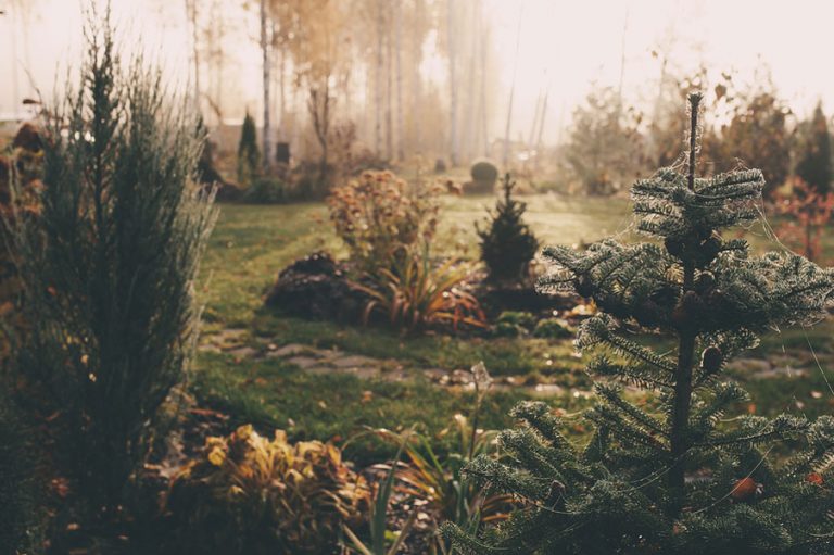 Late Season Tips to Help Your Garden Rest Through the Winter Terra