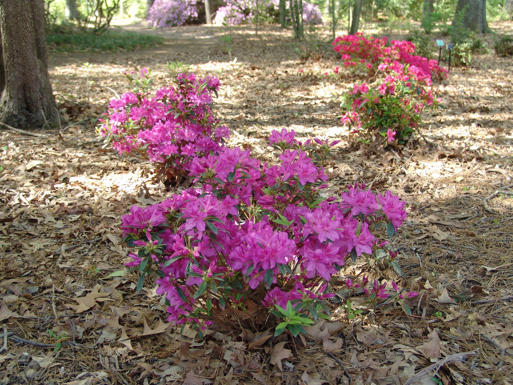 Let re-blooming Azaleas add color spring and fall.
