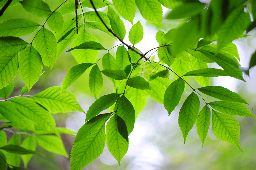 Cool Your Home Naturally With Shade Trees