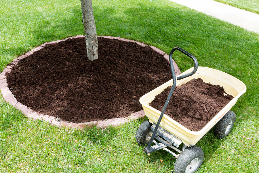 Use Mulch To Treat Your Trees