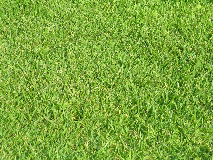 How to Care for Southern Turf Grass