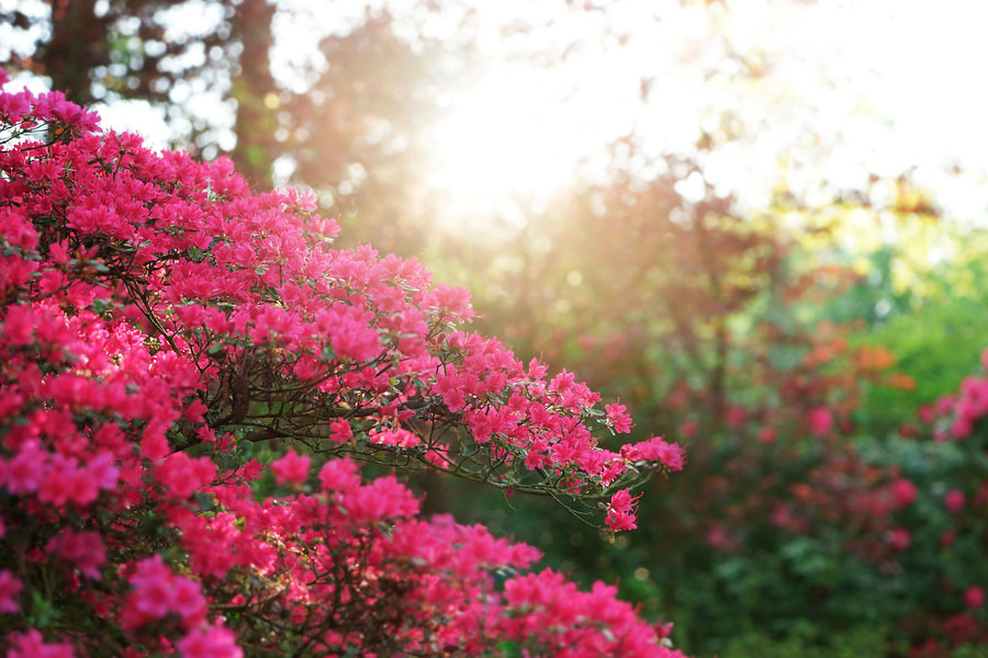 The Beauty and Allure of Shrubs in Your Landscape Design