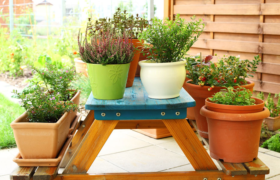 Plants for Sale and the Convenience of Container Gardening
