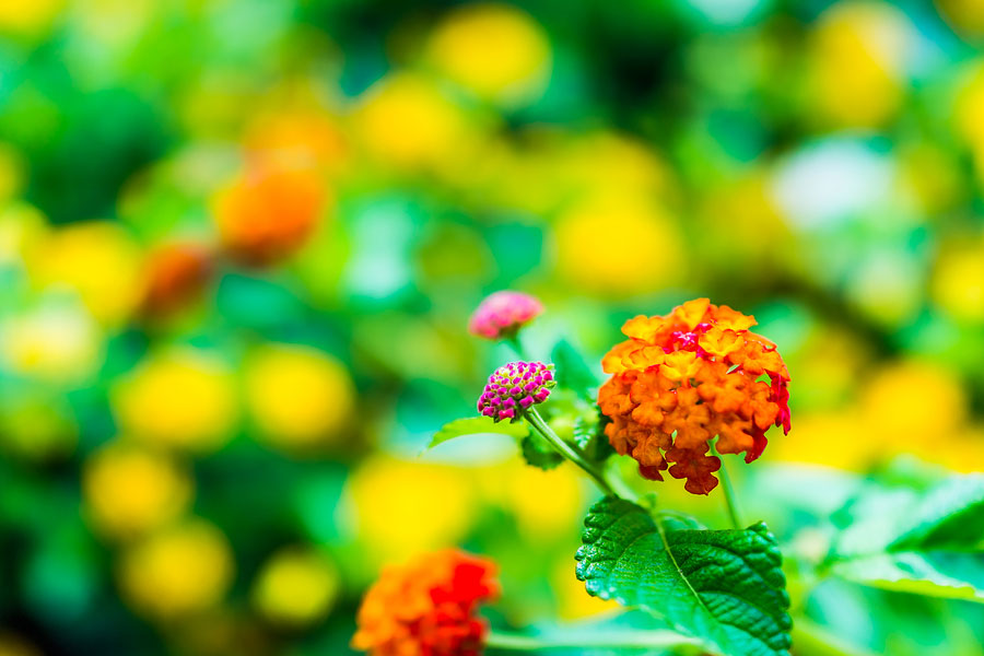 3 Amazing Plants That Bloom in Hot Weather Adding Late Summer Color
