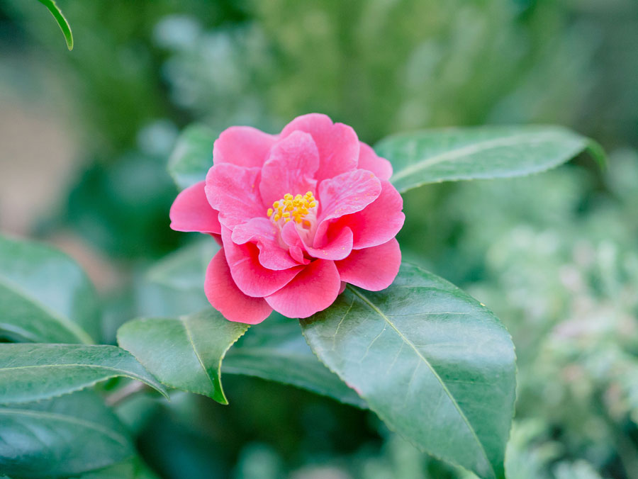 Three Camellia Varieties that Will Look Incredible in your Winter Landscape