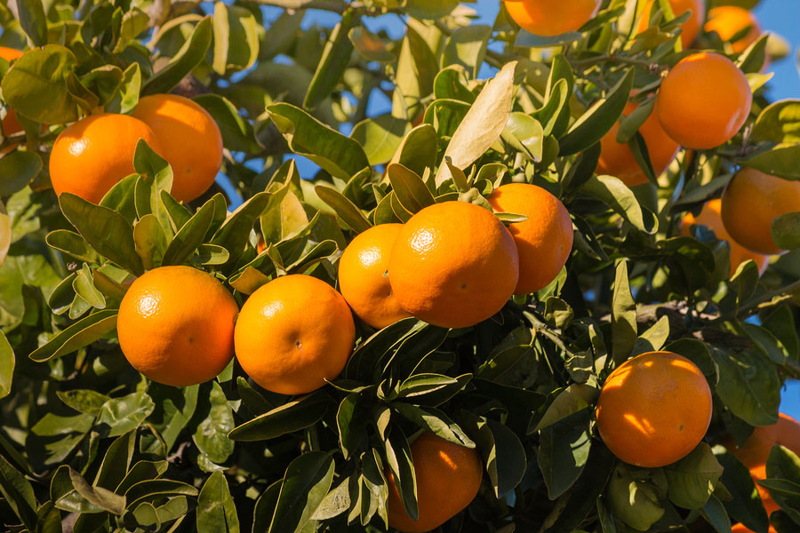 Satsumas: These tasty, zipper-skinned oranges grow well in Charleston!
