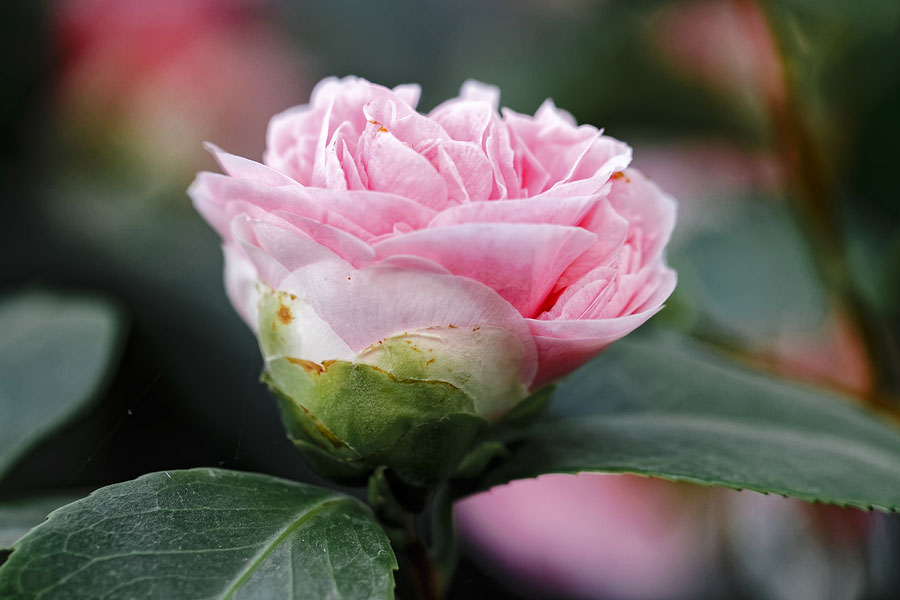 4 Amazing Camellia Japonica Varieties to Spruce Up the Late Winter Garden