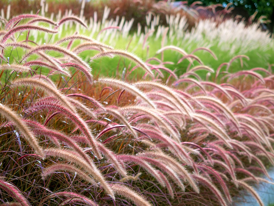 Plant Ornamental Grasses and Bring Interest to your Garden All Year