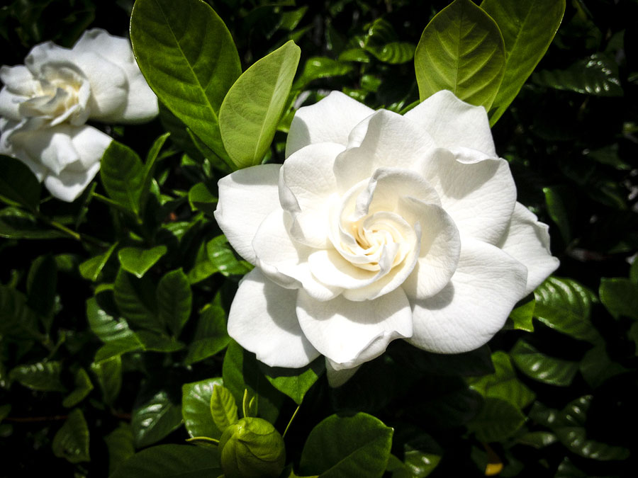 Gloriously Fragrant Gardenias Come in All Sizes to Suit Your Space