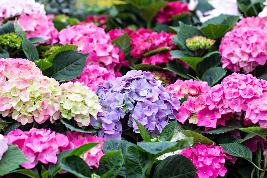 Changing Hydrangeas: How to Customize Their Color