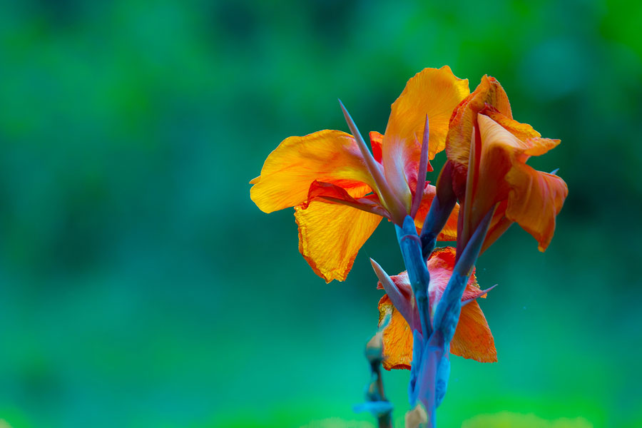 Consider Cannas for Summer Color
