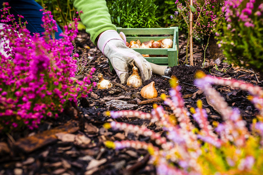 Fall planting