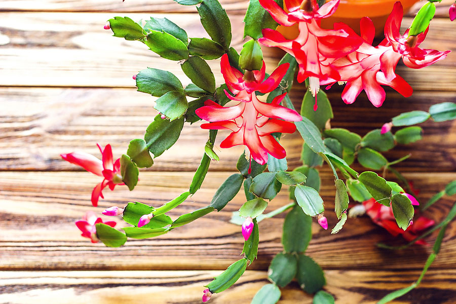 12 Traditional Christmas Plants to Bring Home for the Holidays