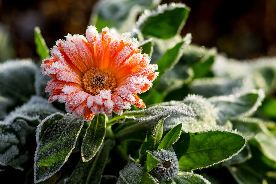 Are your Outside Plants Looking a Little Sad After a Cold Snap?