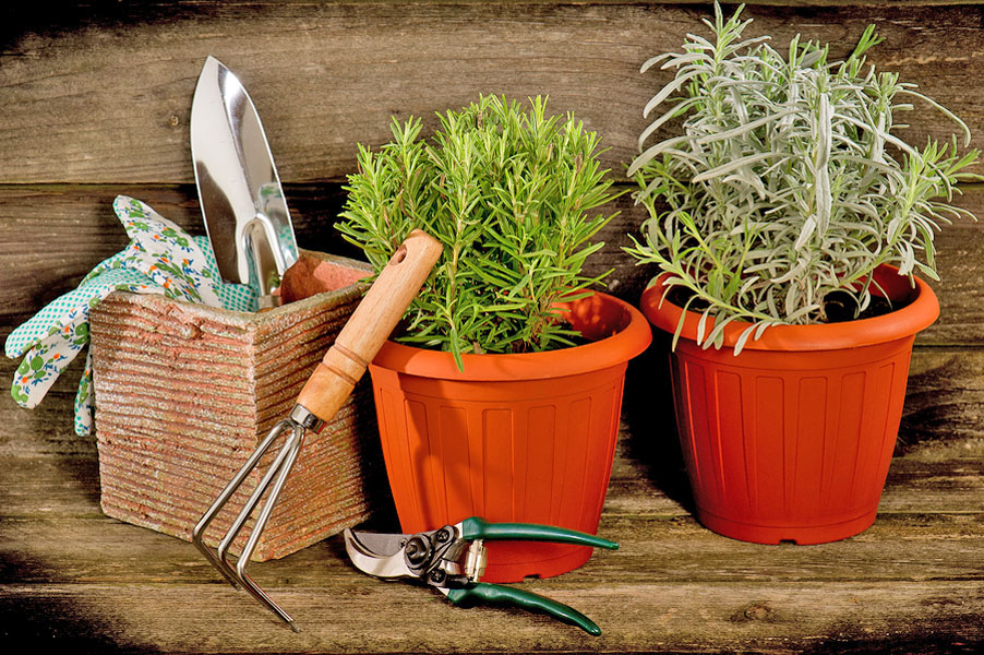 Five in Your Herb Garden that are Easy to Grow and Good for Your Health