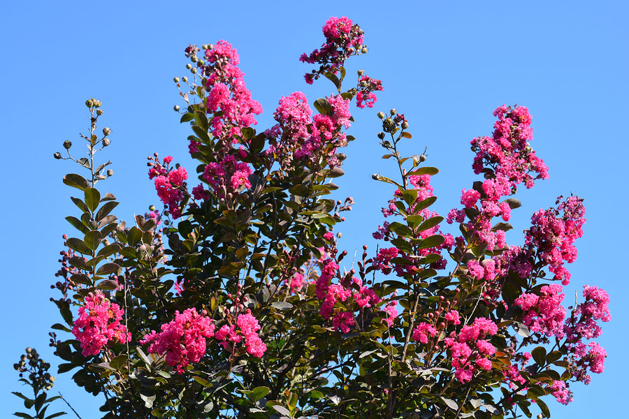 No Southern Yard Should be Without Colorful Crepe Myrtles ﻿